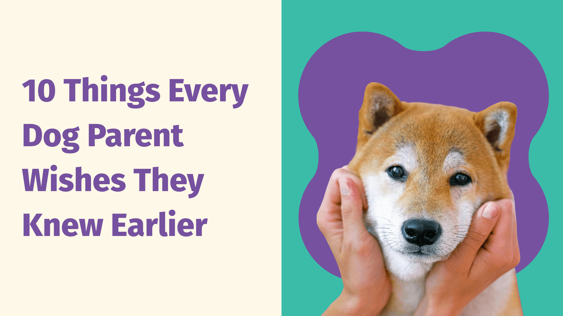 10 Things Every Dog Parent Wishes They Knew Earlier