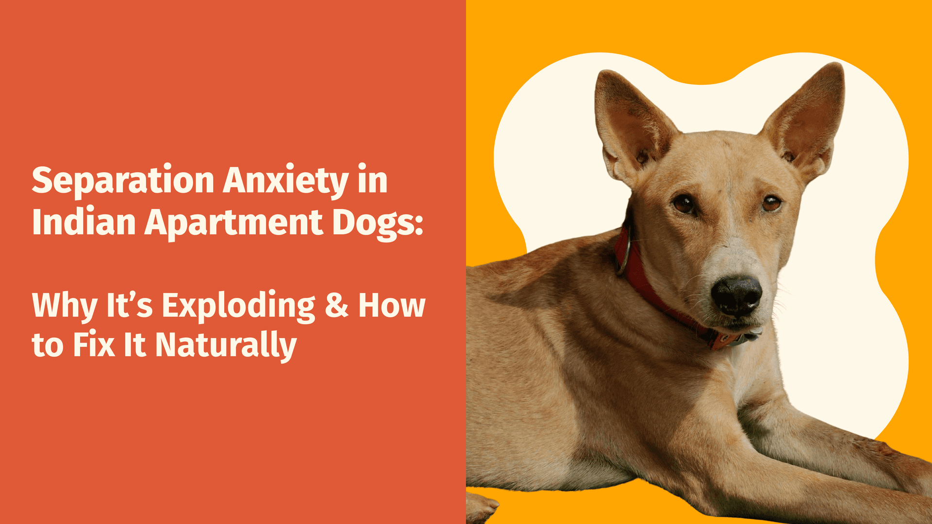 Separation Anxiety in Indian Apartment Dogs: Why It's Exploding & How to Fix It Naturally